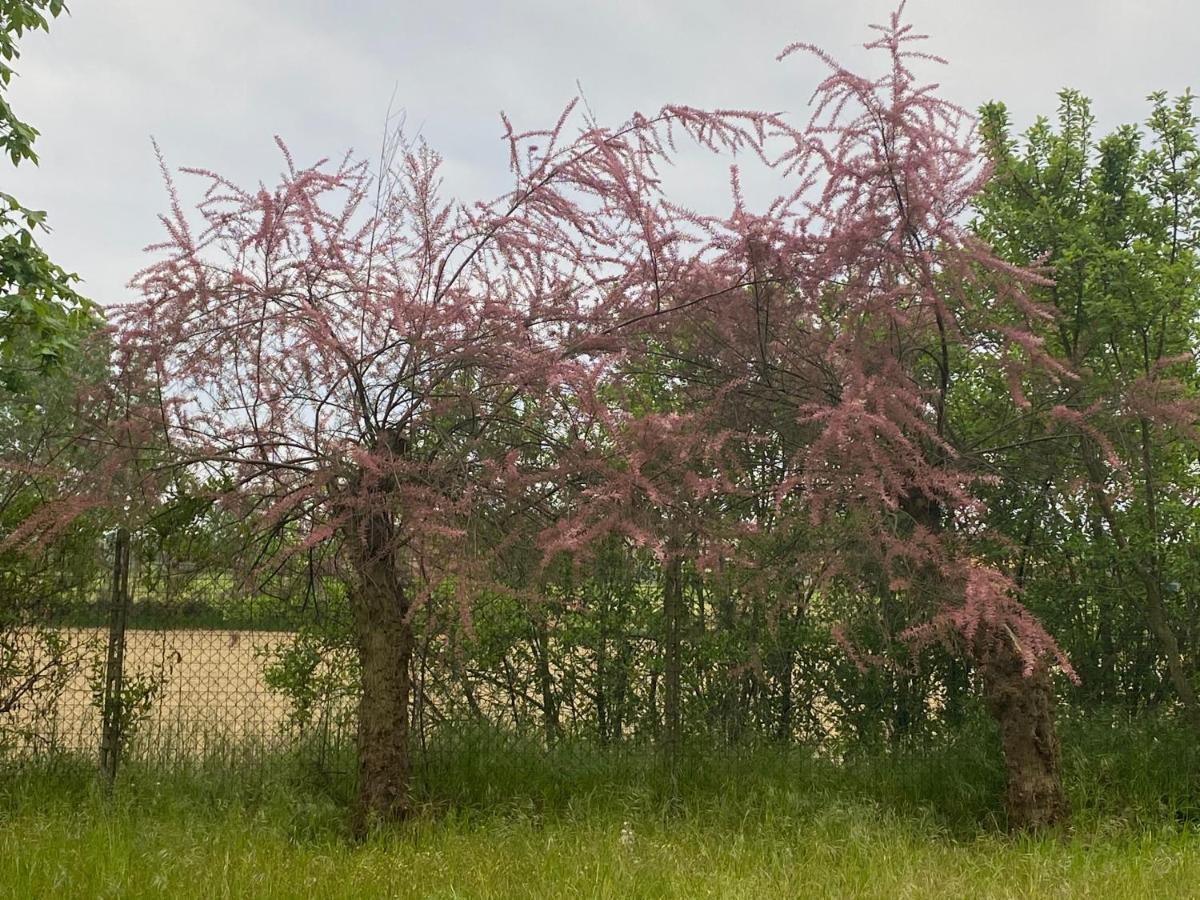 Bilocale Immerso Nel Verde Oviglio エクステリア 写真